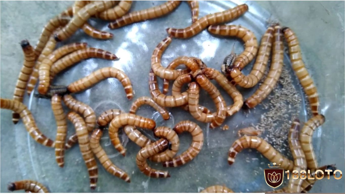 Khẩu phần ăn tiêu chuẩn cho gà đá